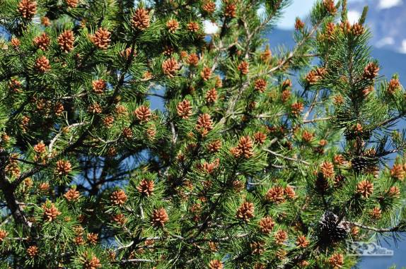 Na primavera, até os prinheiros ficam 'carregados' (trilha para o Cerro Piltriquitrón, em El Bolsón, na Argentina)